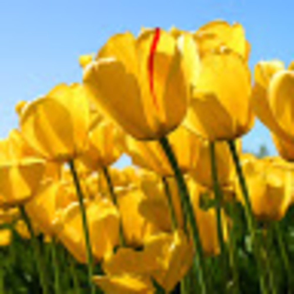 Meet your Posher, Mon